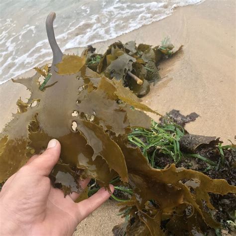Magic seaweed pismo beach